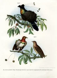 Ave del Paraíso Rey, 1864